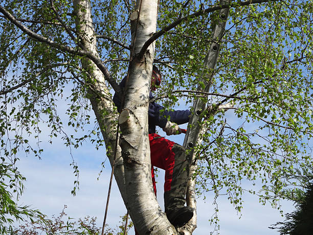 Trusted Minorca, LA Tree Services Experts