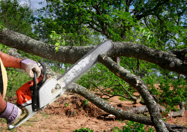 How Our Tree Care Process Works  in  Minorca, LA